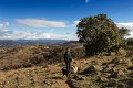 dog walk
